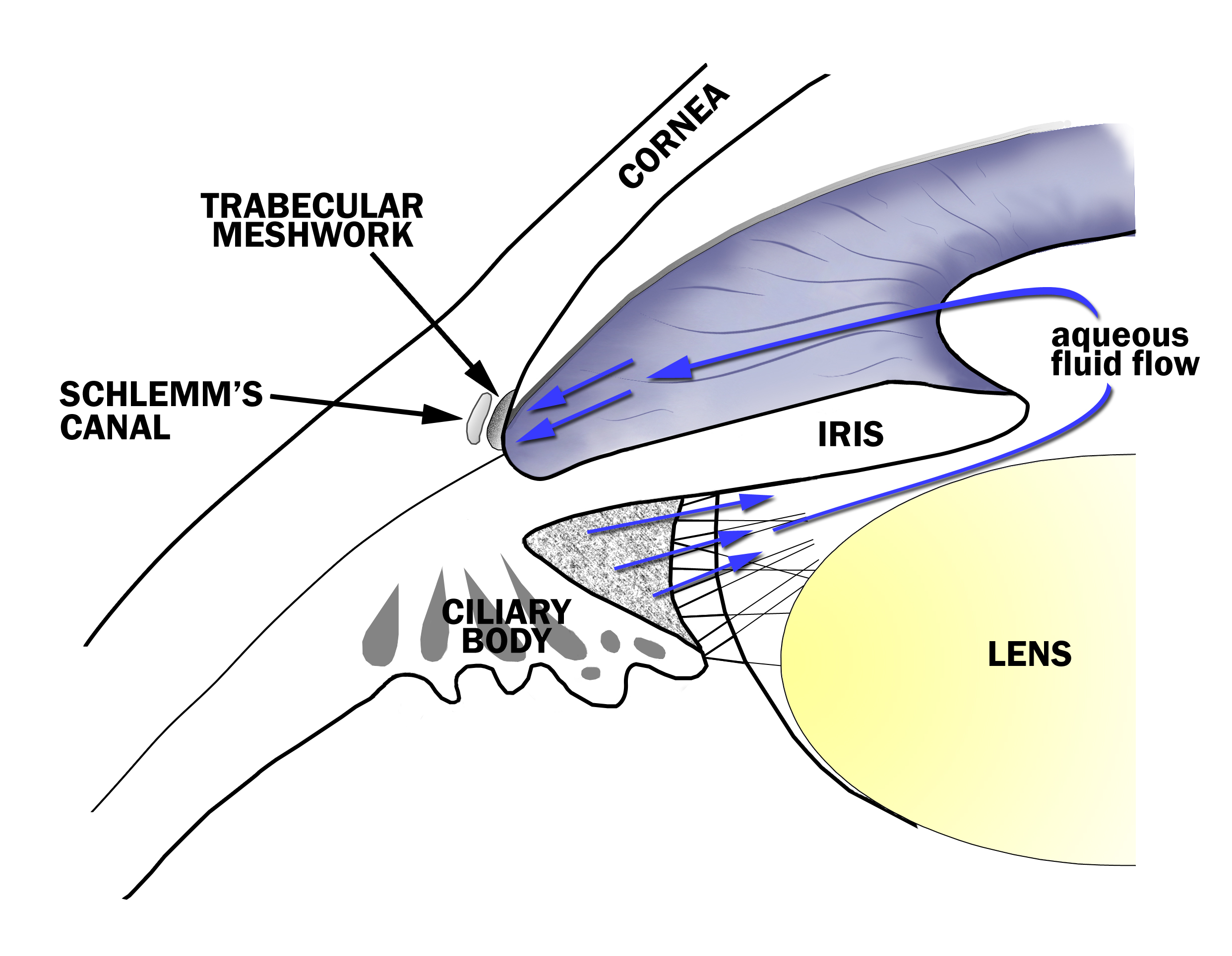 diagram of drainage angle of the eye